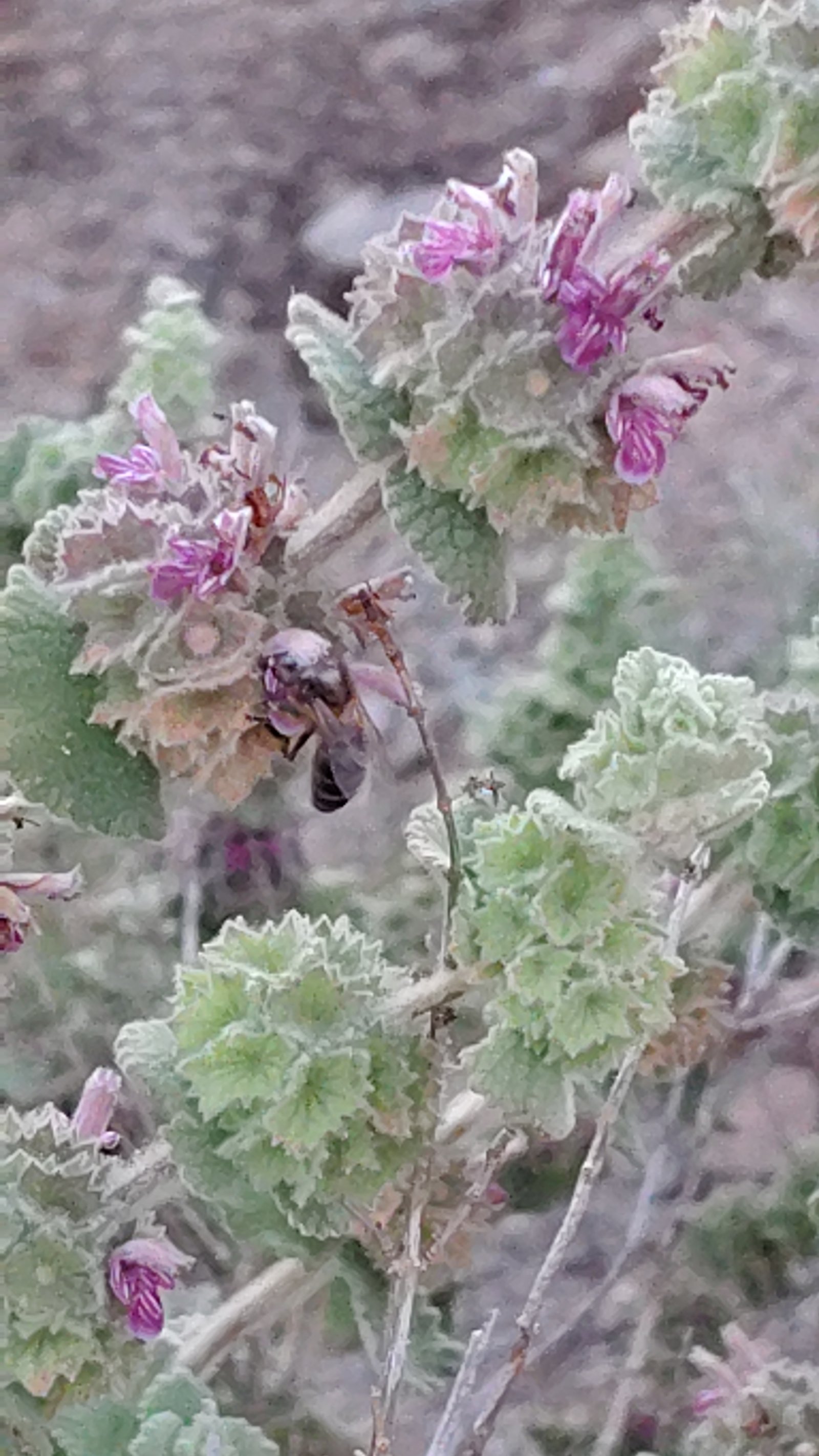 Abeja sobre una flor