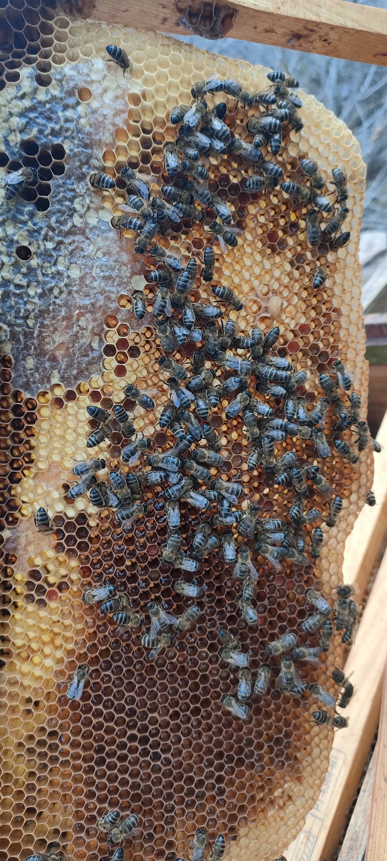 Panal construido de forma natural